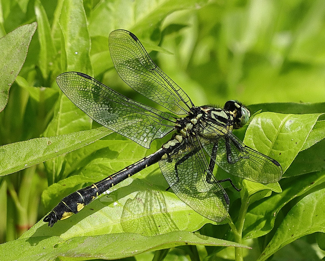 Gomphus_vulgatissimus